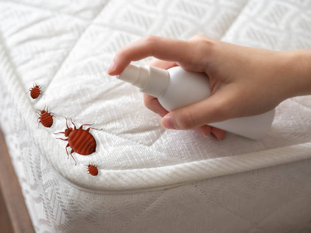 Best Bed Bug Extermination  in Walcott, IA